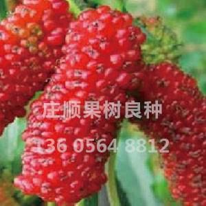 紅果2號(hào)果桑苗