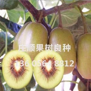 紅陽獼猴桃苗