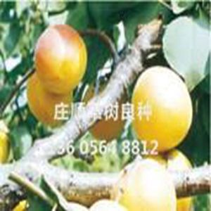 端陽(yáng)杏