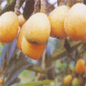 ?金豐一號(hào)