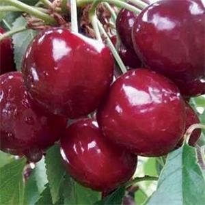 俄羅斯8號(hào)