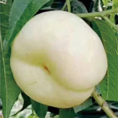 中油蟠6號(hào)