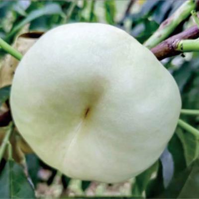 中油蟠8號(hào)